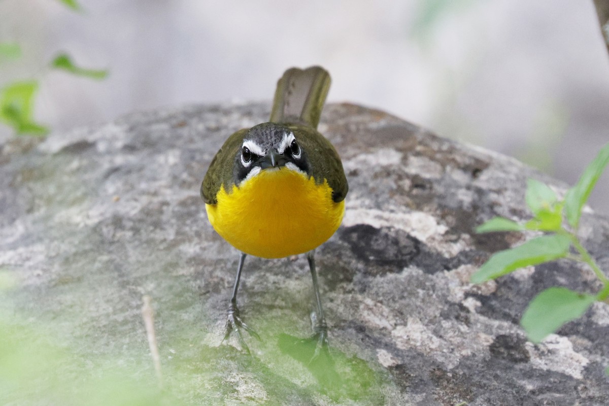 Yellow-breasted Chat - Ginger Spinelli