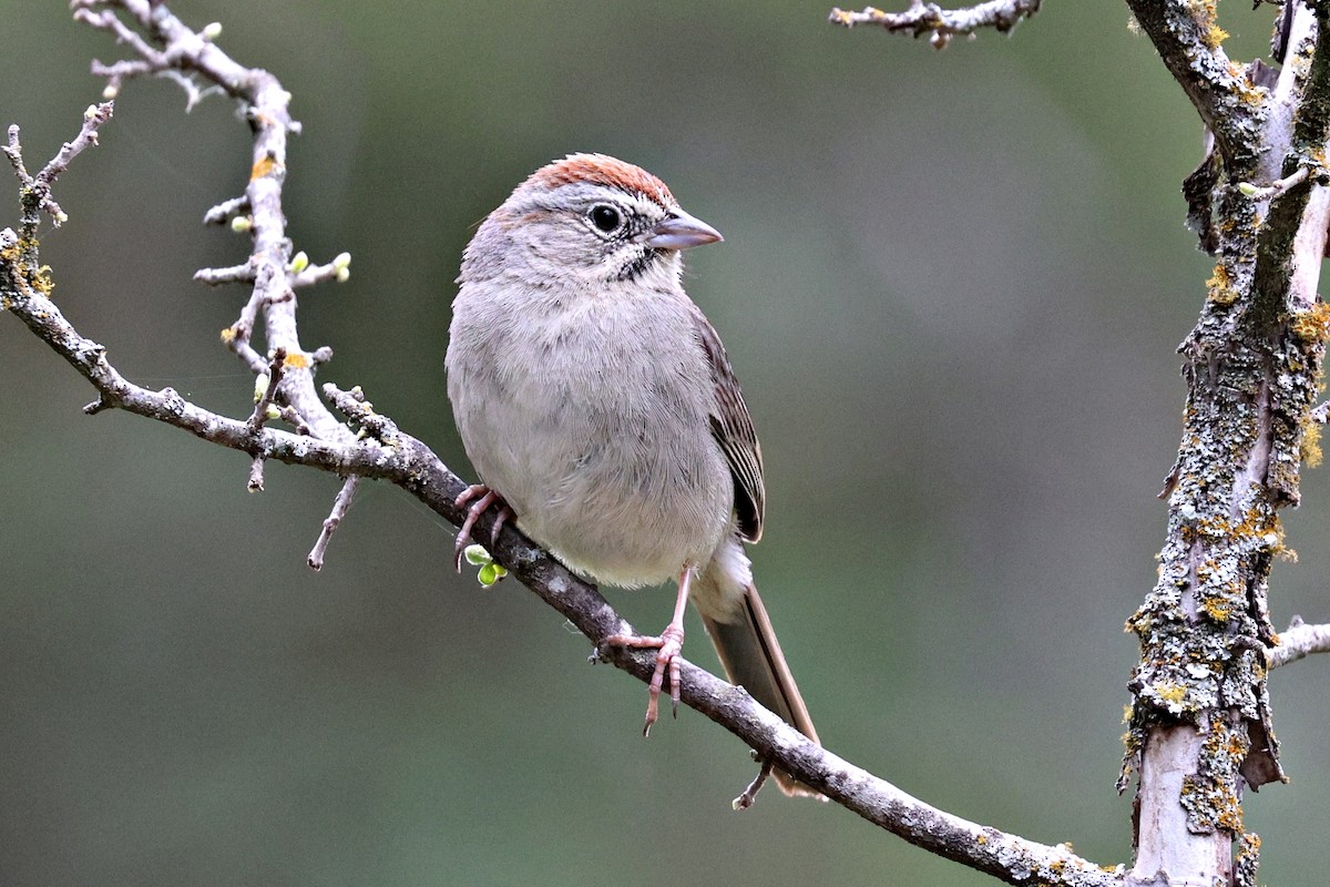 Rufous-crowned Sparrow - ML618016805