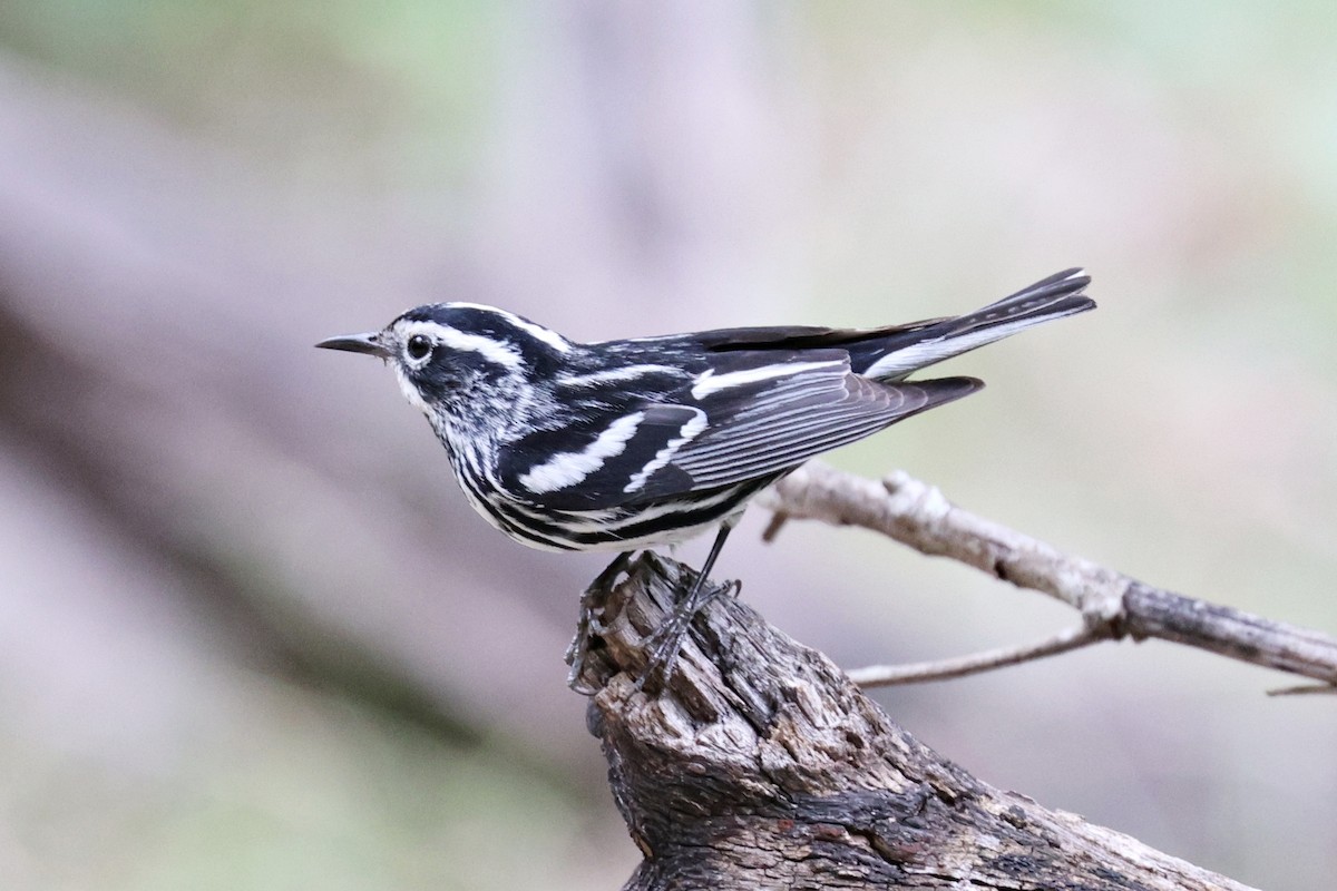 Black-and-white Warbler - ML618016828