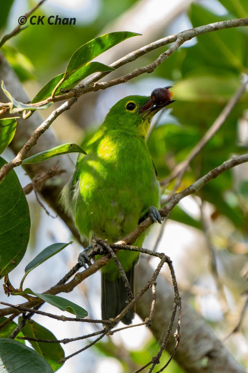 Greater Green Leafbird - Chee Keong  Chan