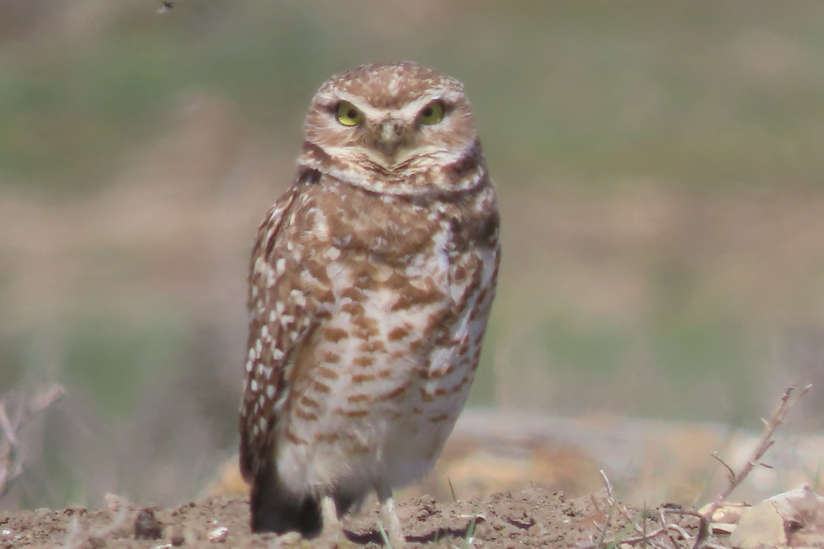 Burrowing Owl - Mike Lesnik