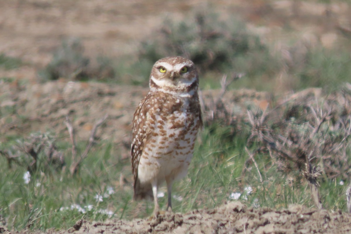 Burrowing Owl - ML618016840