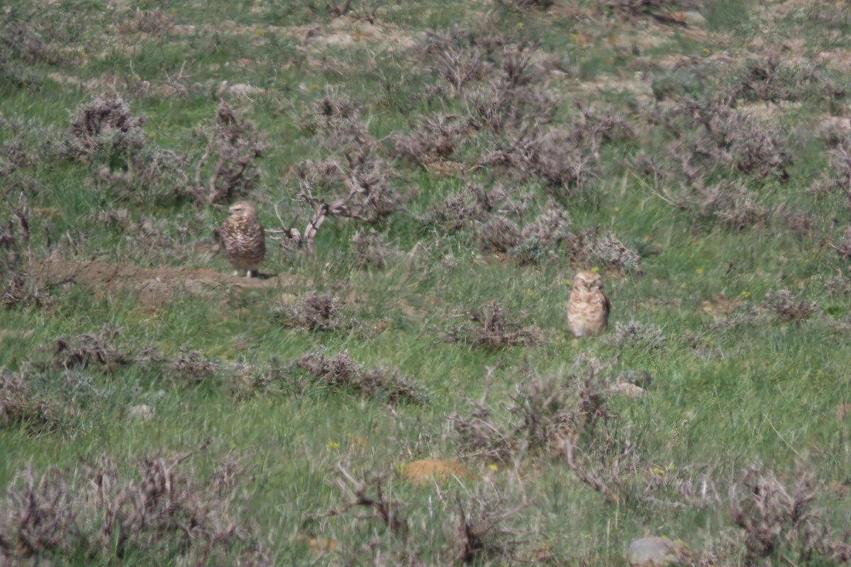 Burrowing Owl - ML618016842