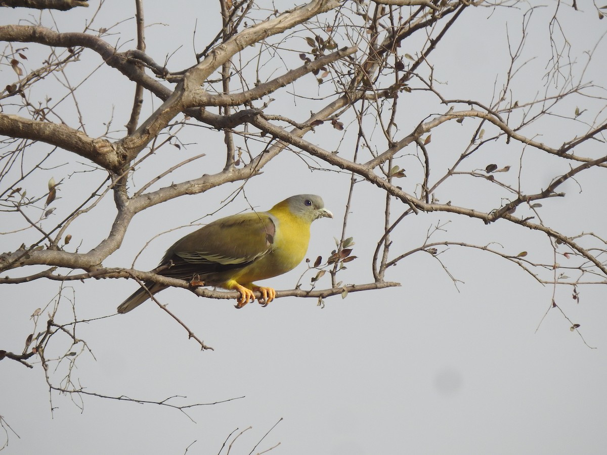 Yellow-footed Green-Pigeon - Ranjeet Singh