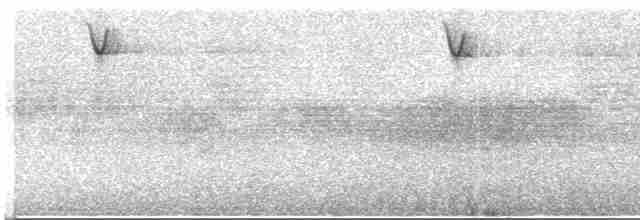 Усатая пизарита-инка - ML618016861