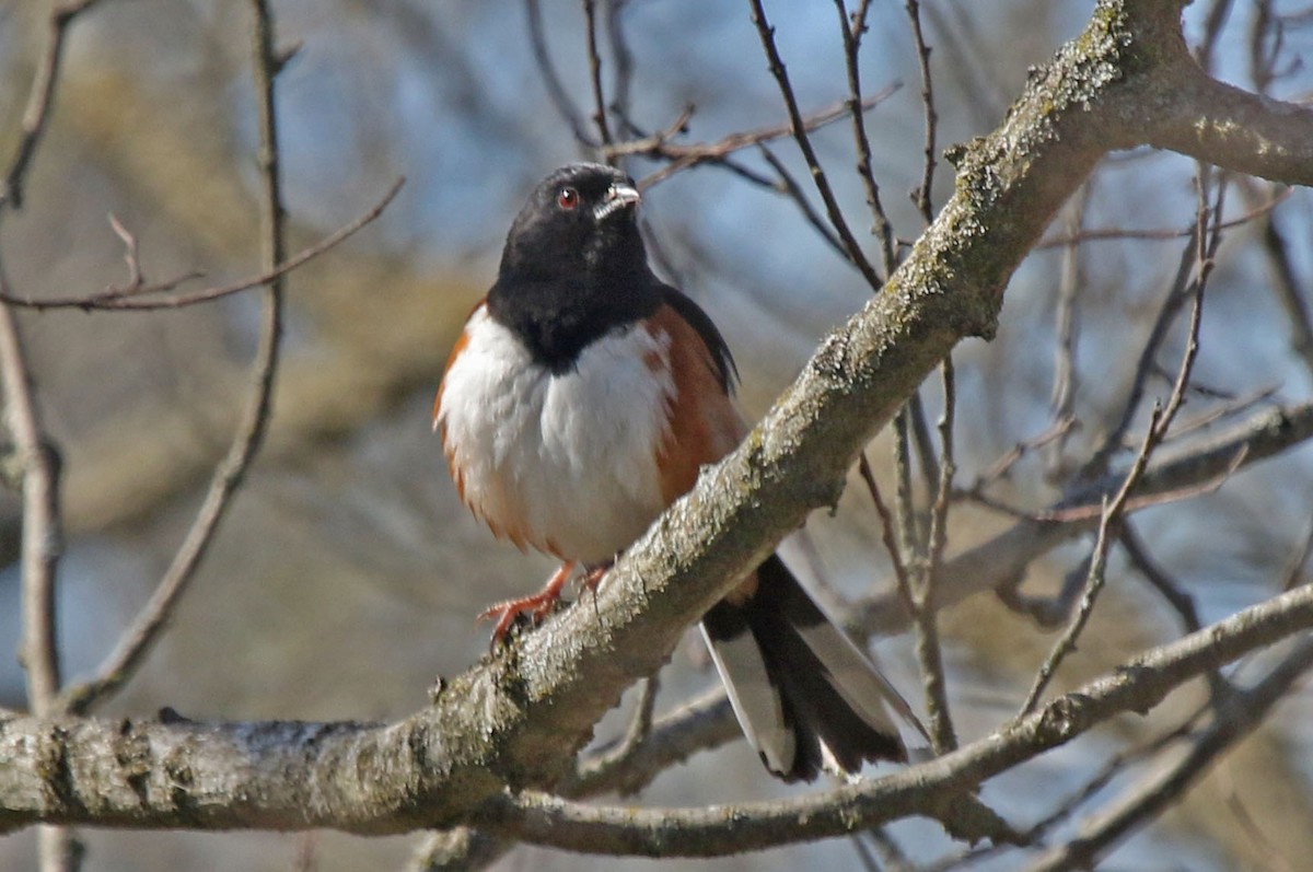 Eastern Towhee - Joan and/or George Sims