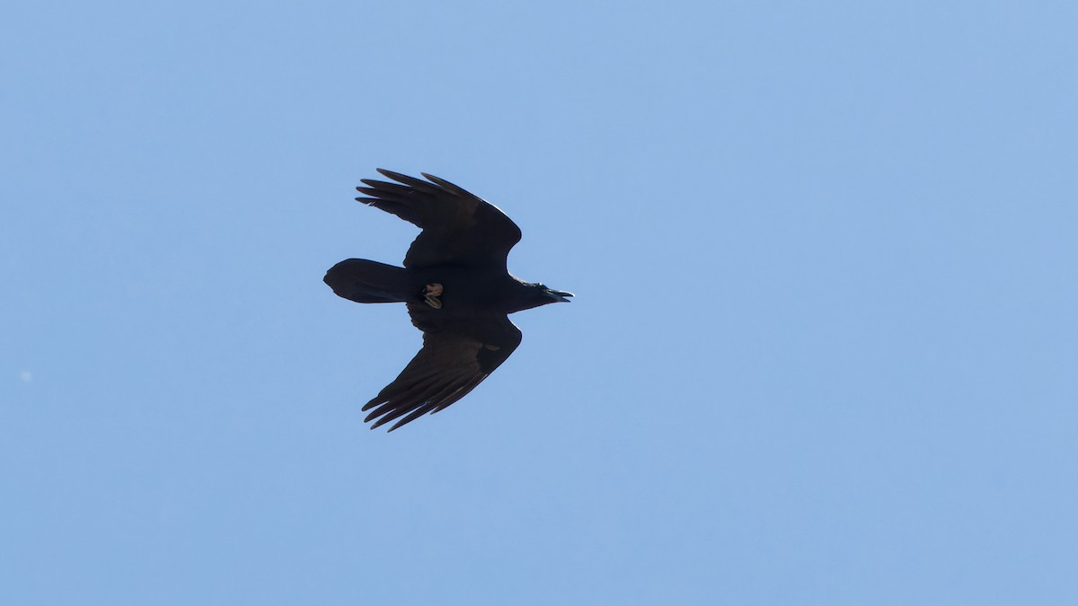 Common Raven - ML618016867
