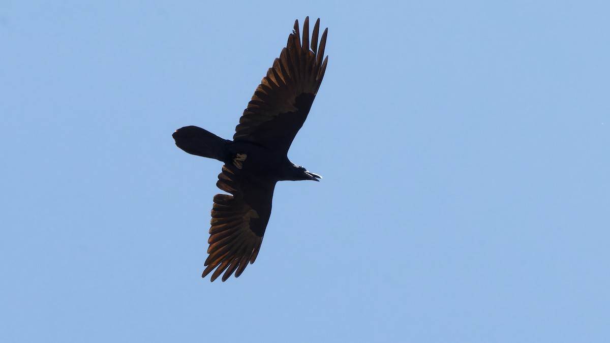 Common Raven - Bob Scheidt