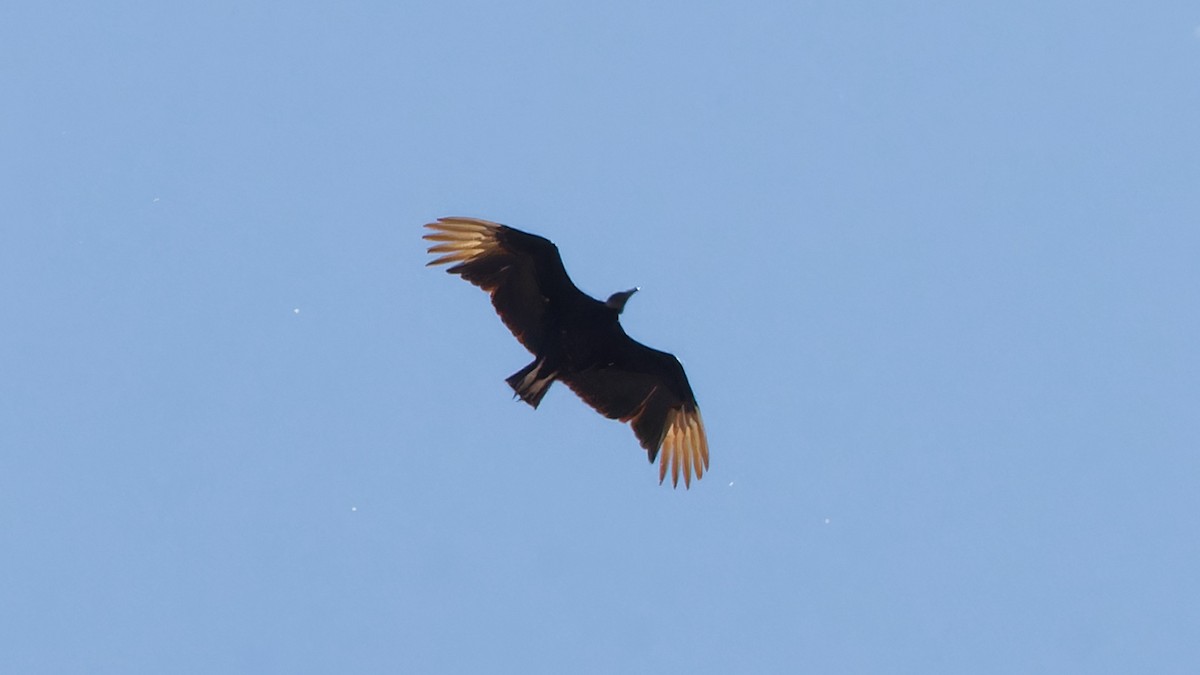 Black Vulture - ML618016869
