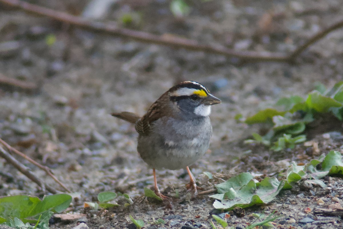 White-throated Sparrow - Jasper Weinberg