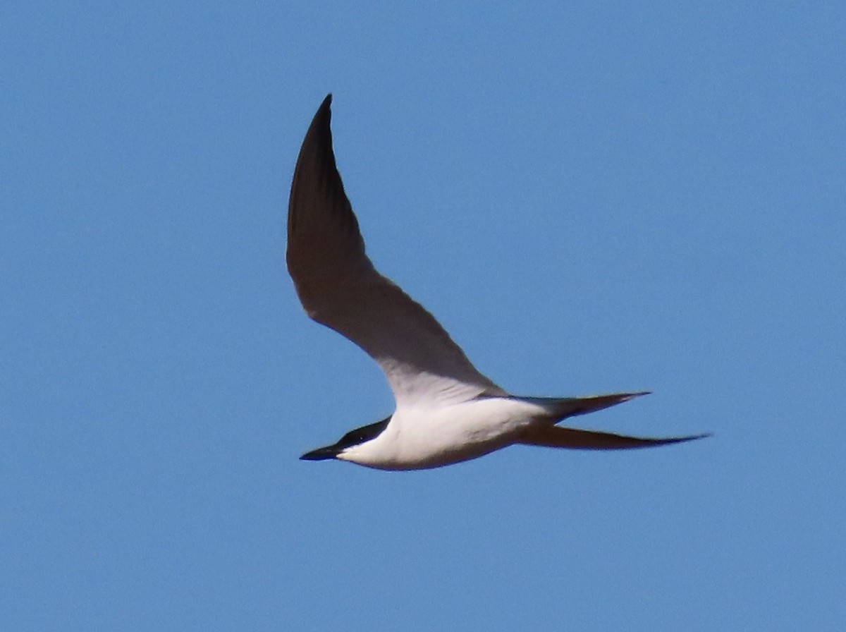 Gull-billed Tern - Keith Betton