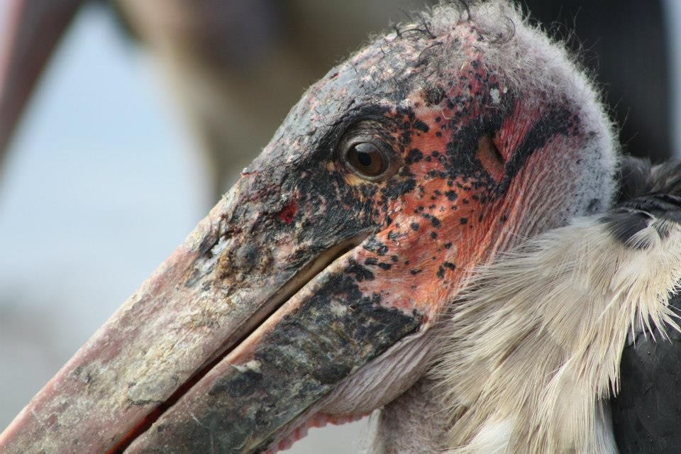 Marabou Stork - Suzanne Beauchesne