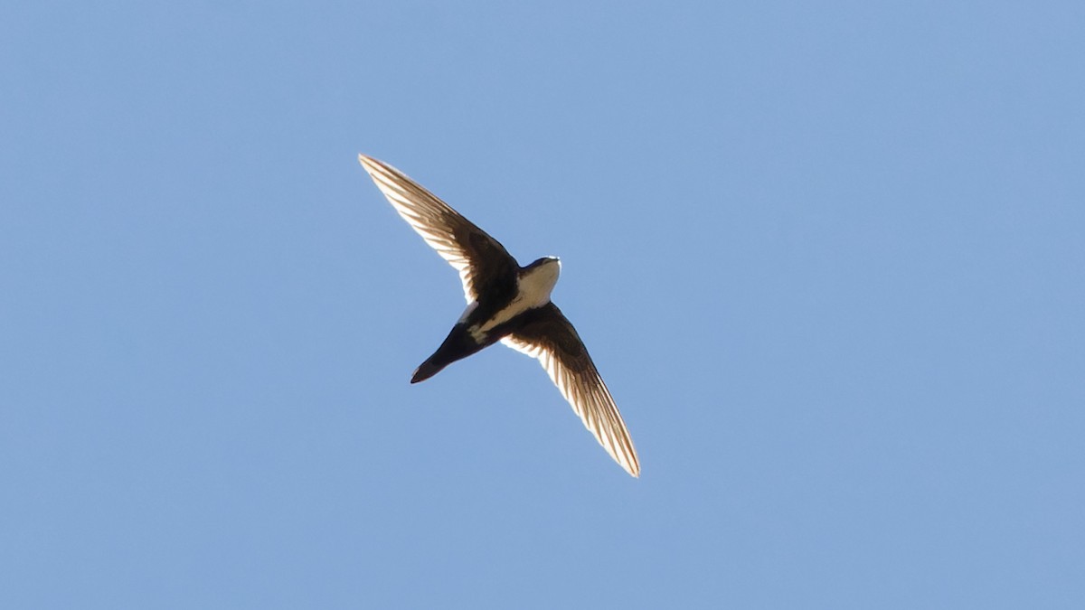 White-throated Swift - ML618016884