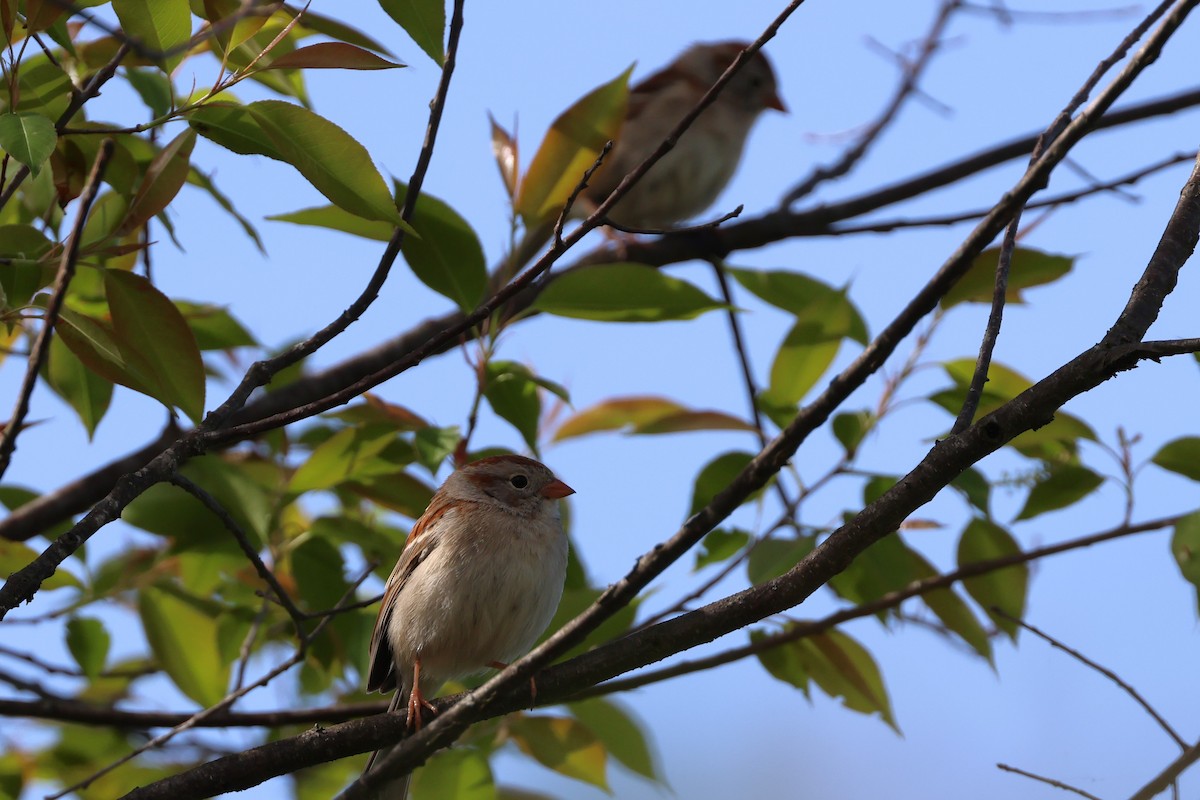 Field Sparrow - ML618016894