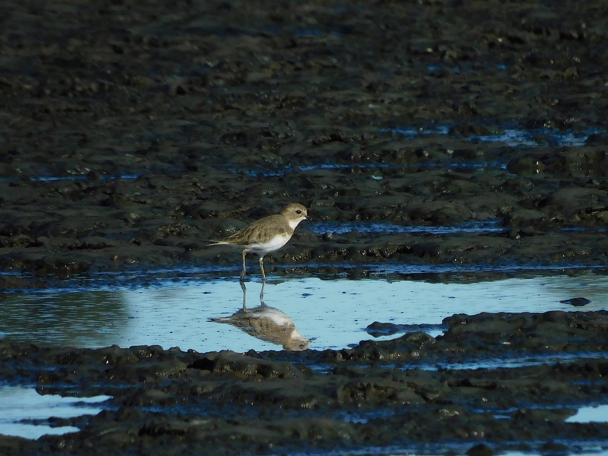 Double-banded Plover - ML618016917