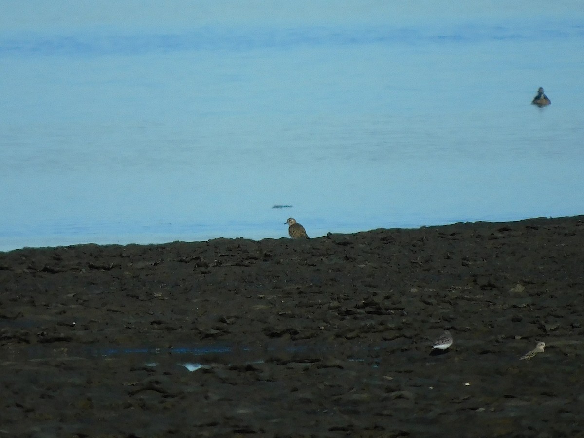 Double-banded Plover - ML618016918