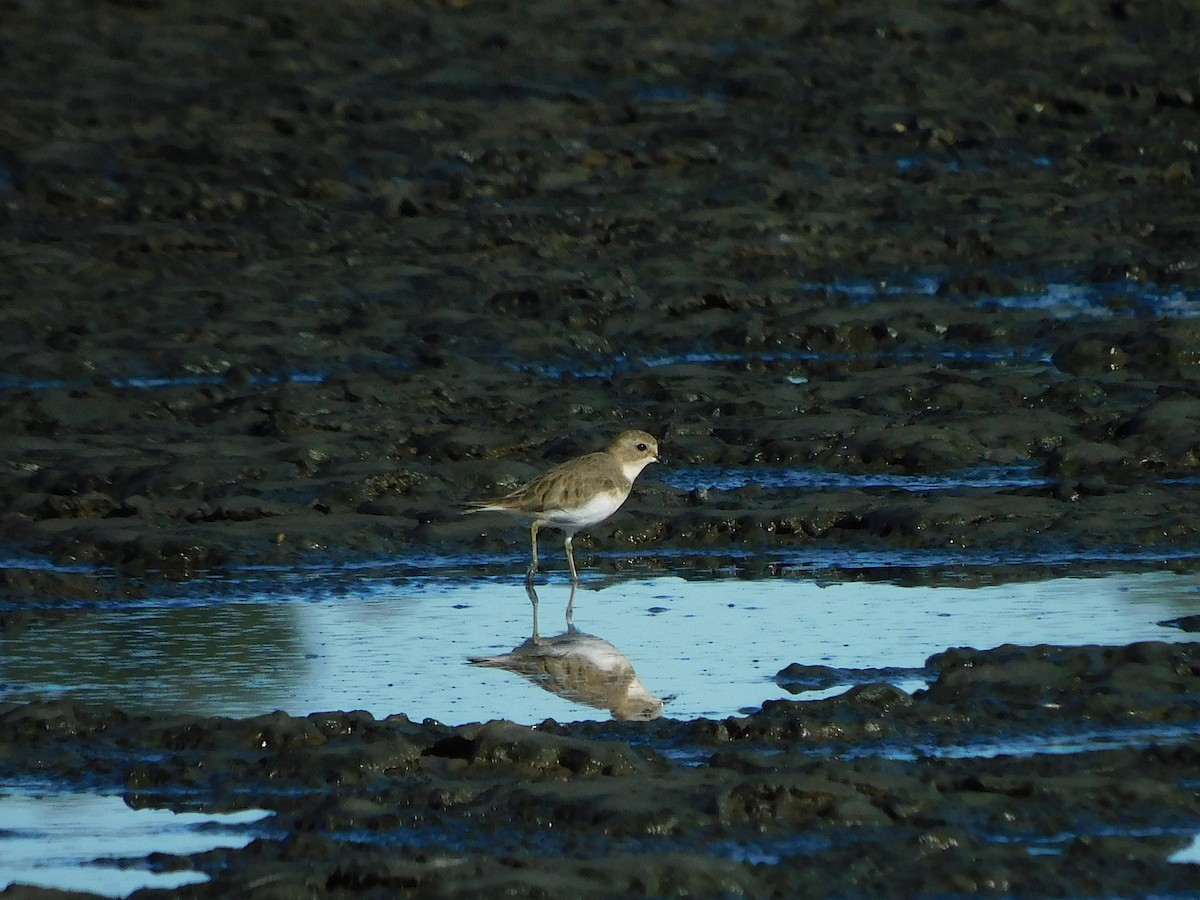 Double-banded Plover - ML618016919