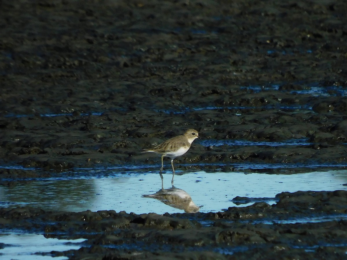 Double-banded Plover - ML618016920