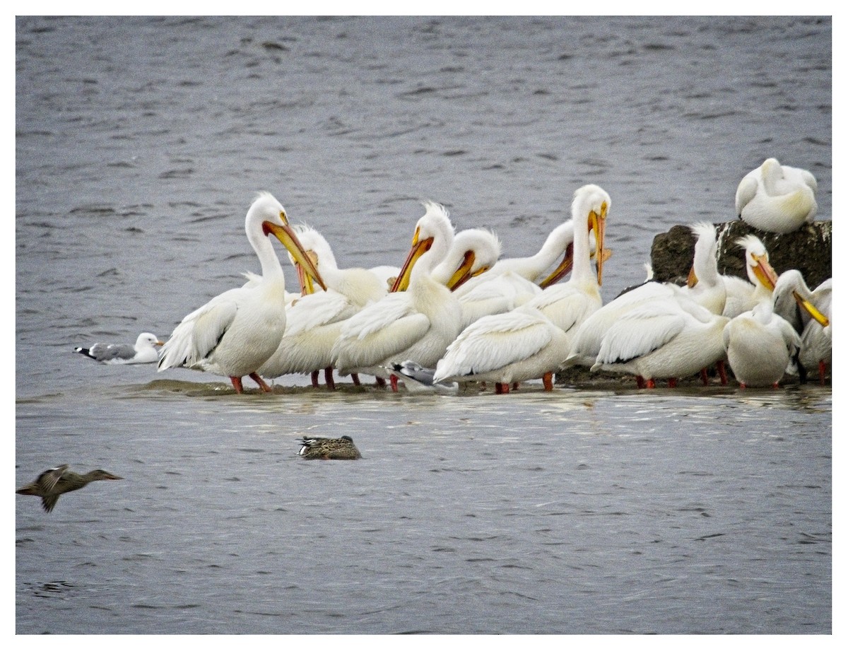 pelikán severoamerický - ML618016925