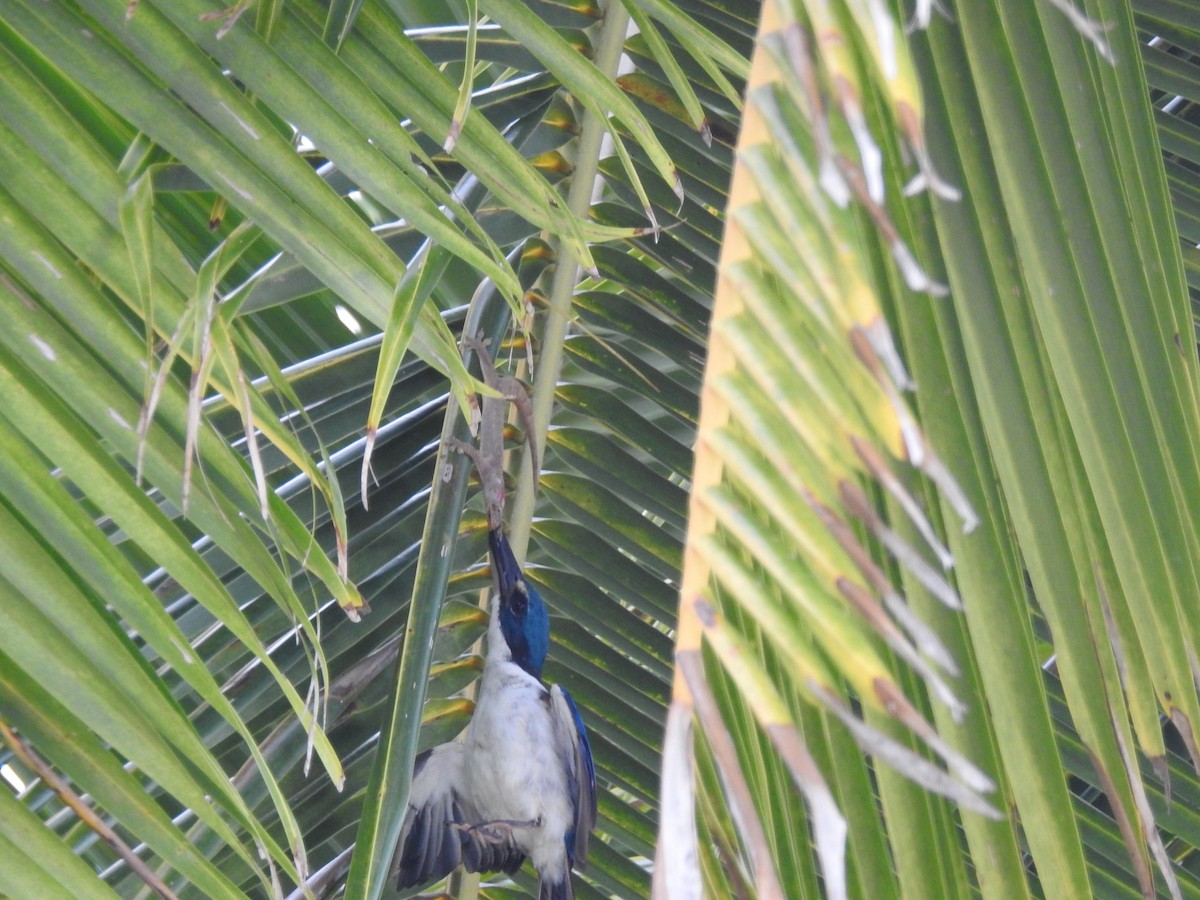 Pacific Kingfisher - ML618016927