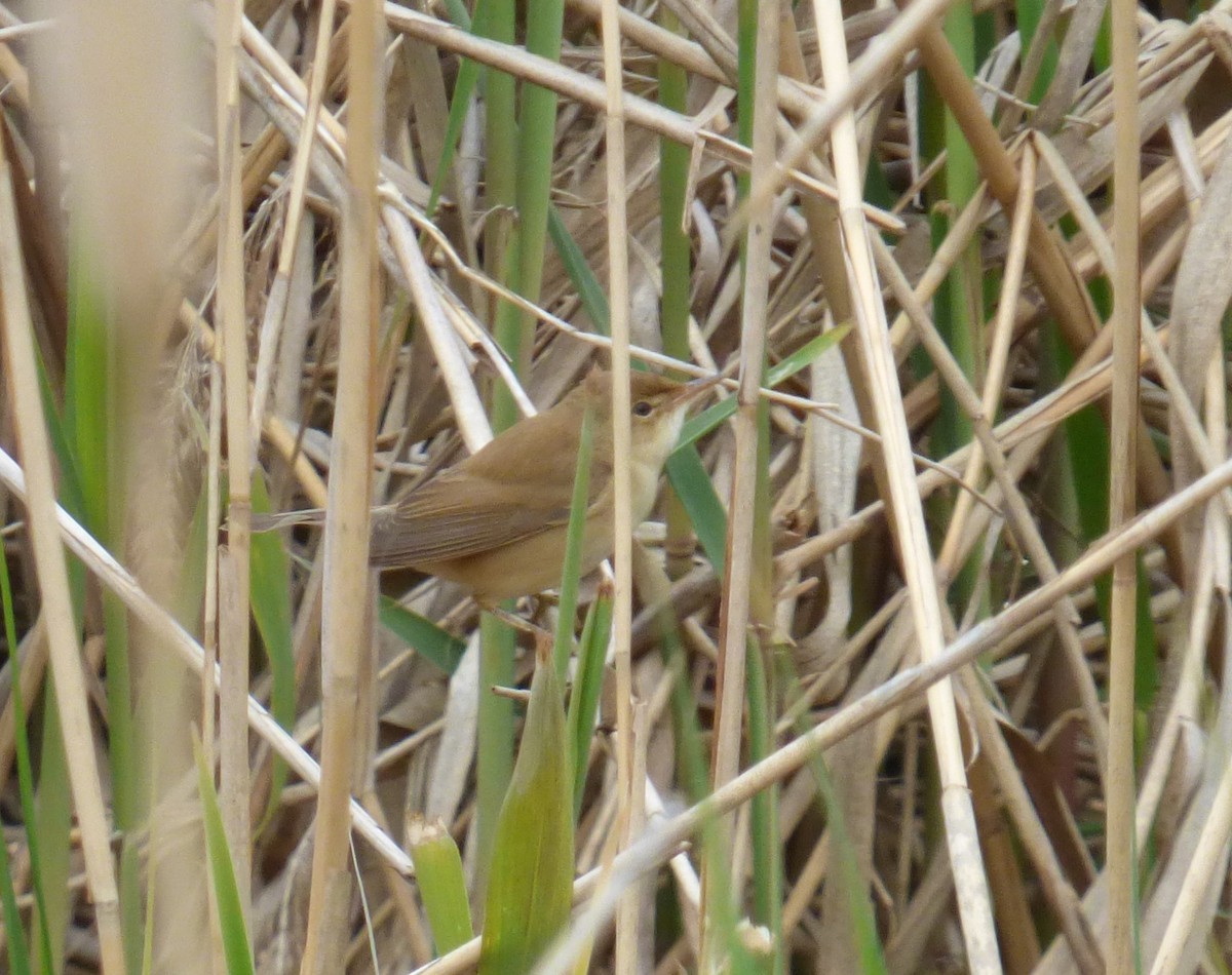 Common Reed Warbler - ML618016963