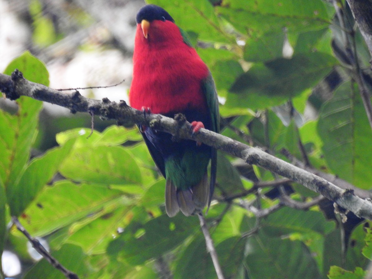 Collared Lory - Marco Costa