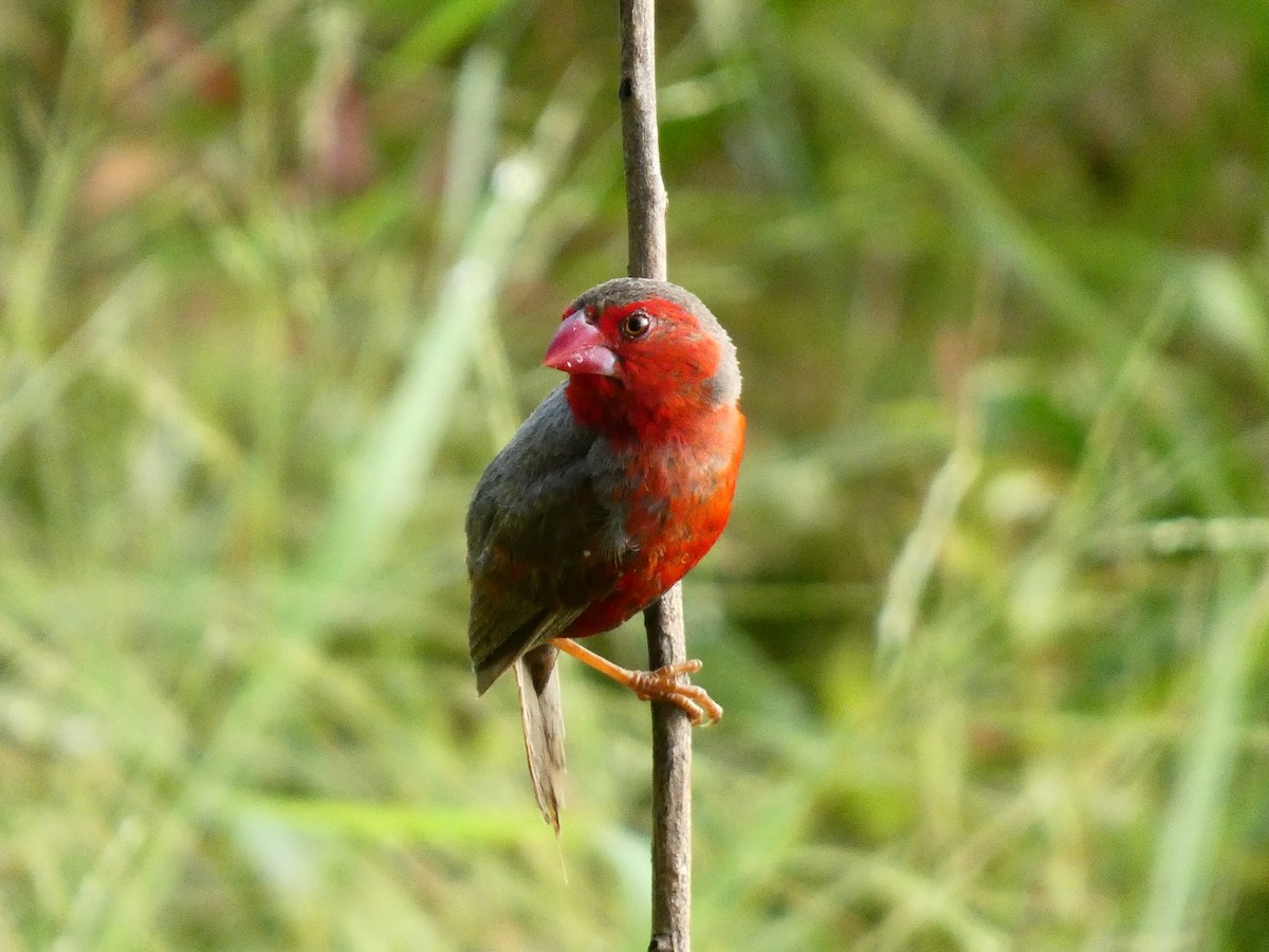 Crimson Finch - ML618016991