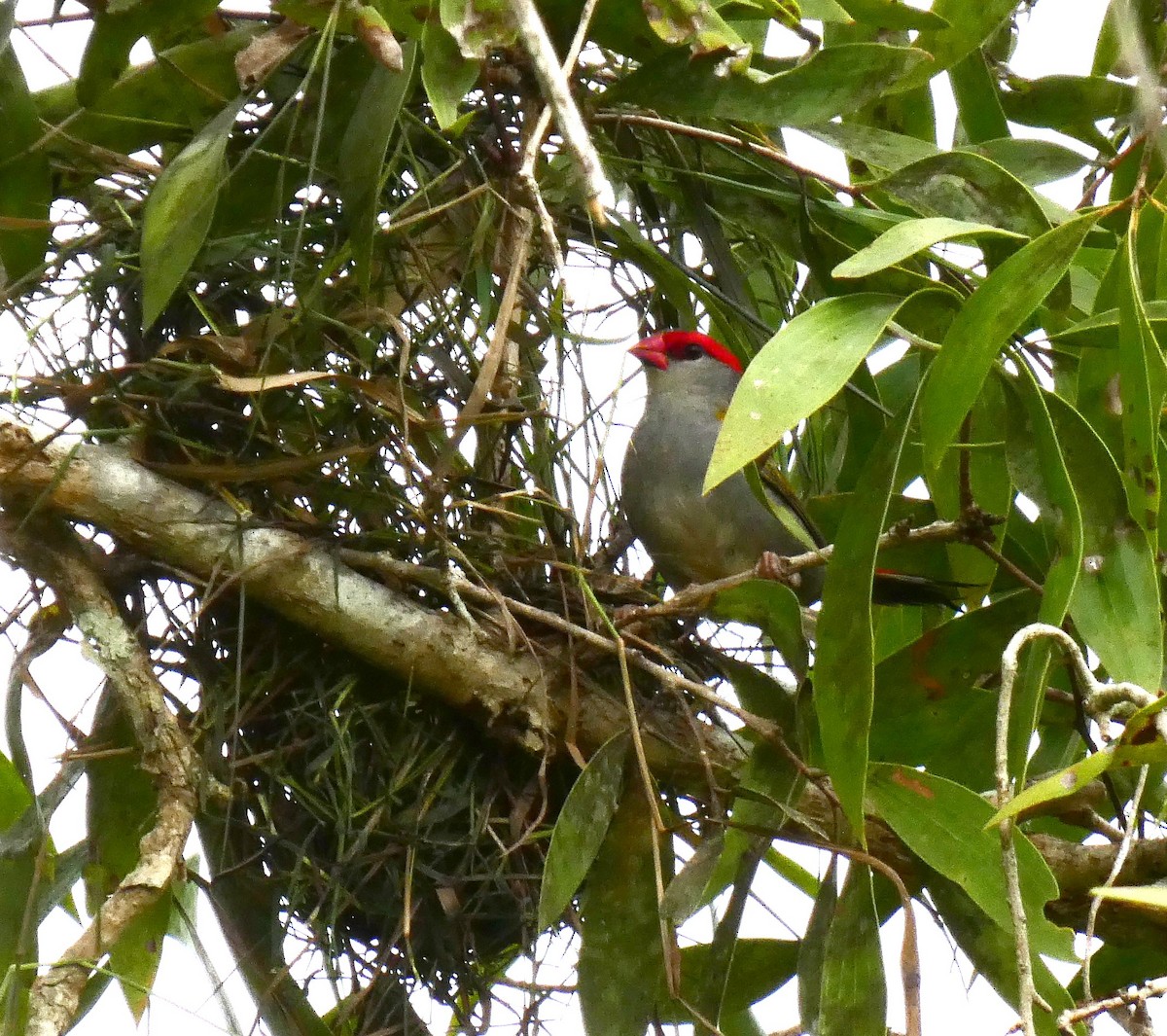 Red-browed Firetail - ML618016999