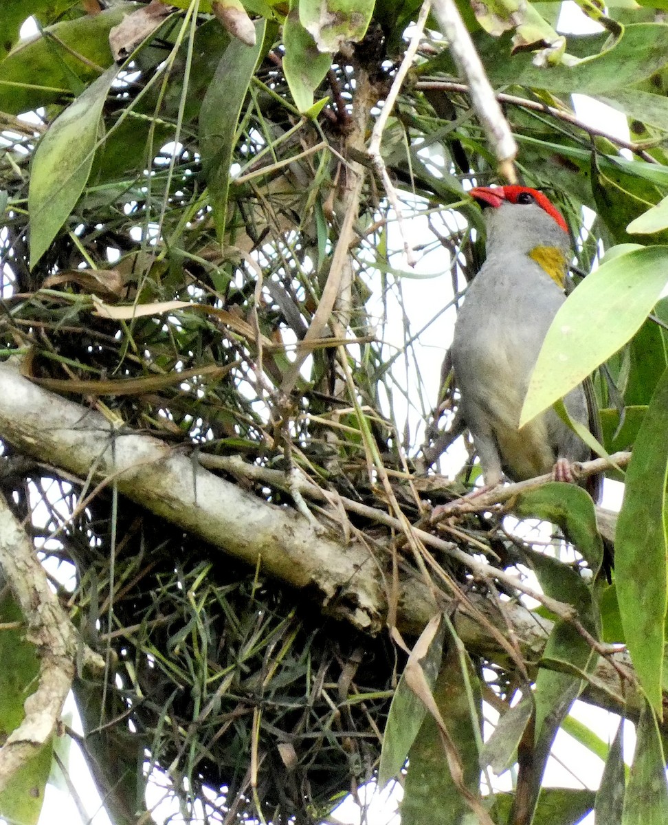Red-browed Firetail - Ian Starling