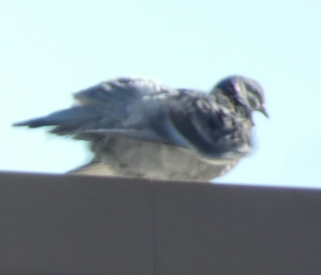 Rock Pigeon (Feral Pigeon) - ML618017044