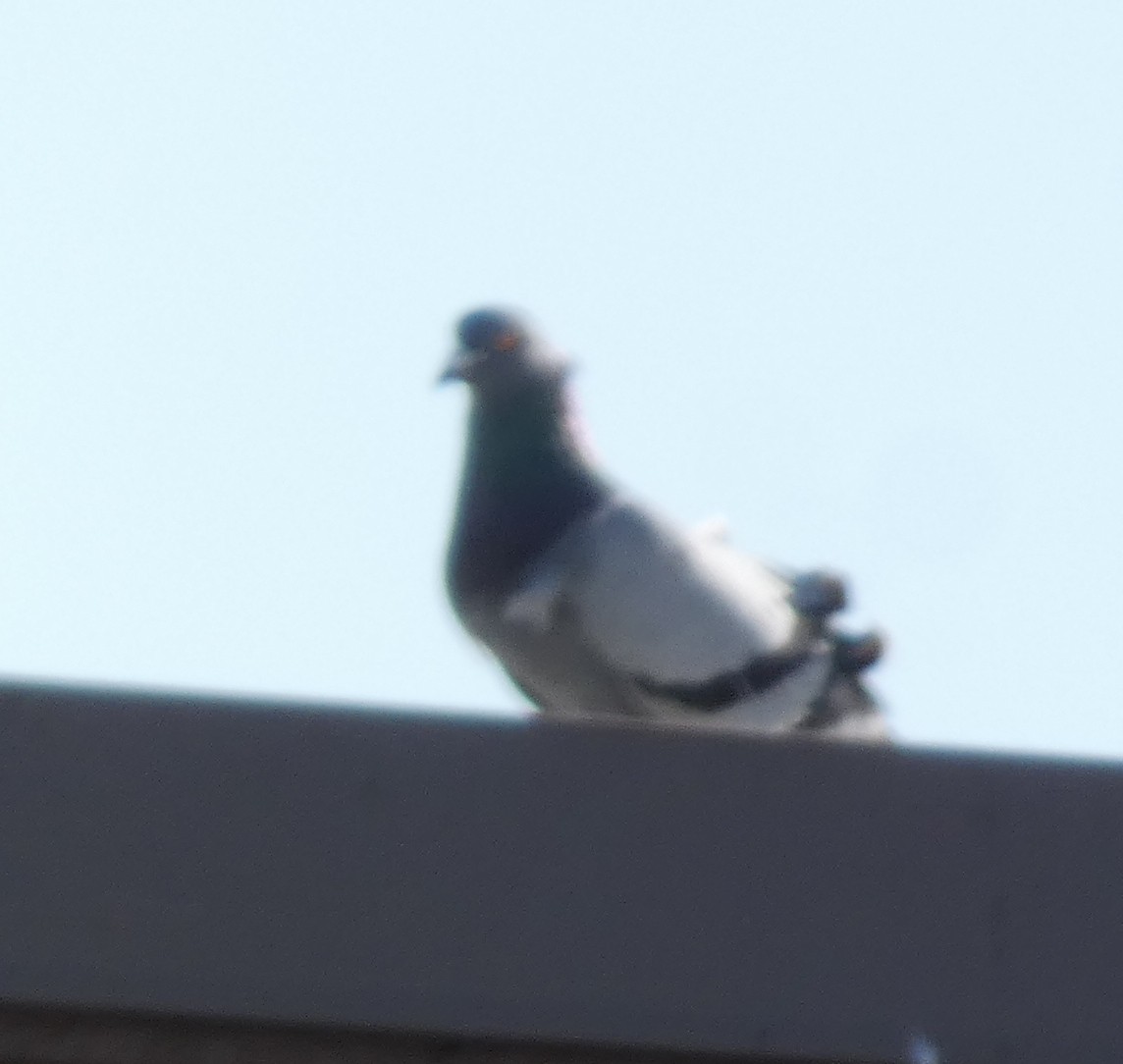 Rock Pigeon (Feral Pigeon) - Js Colsmith