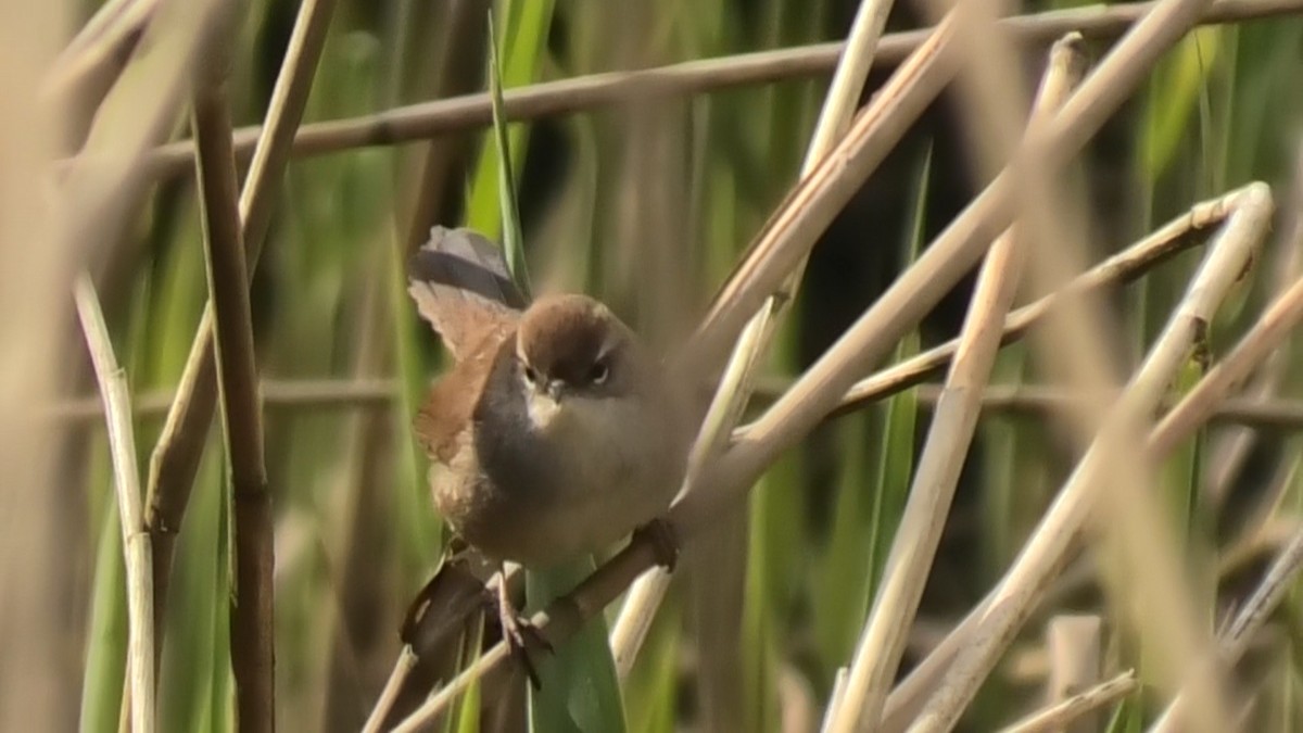 Cetti's Warbler - Christopher Bourne