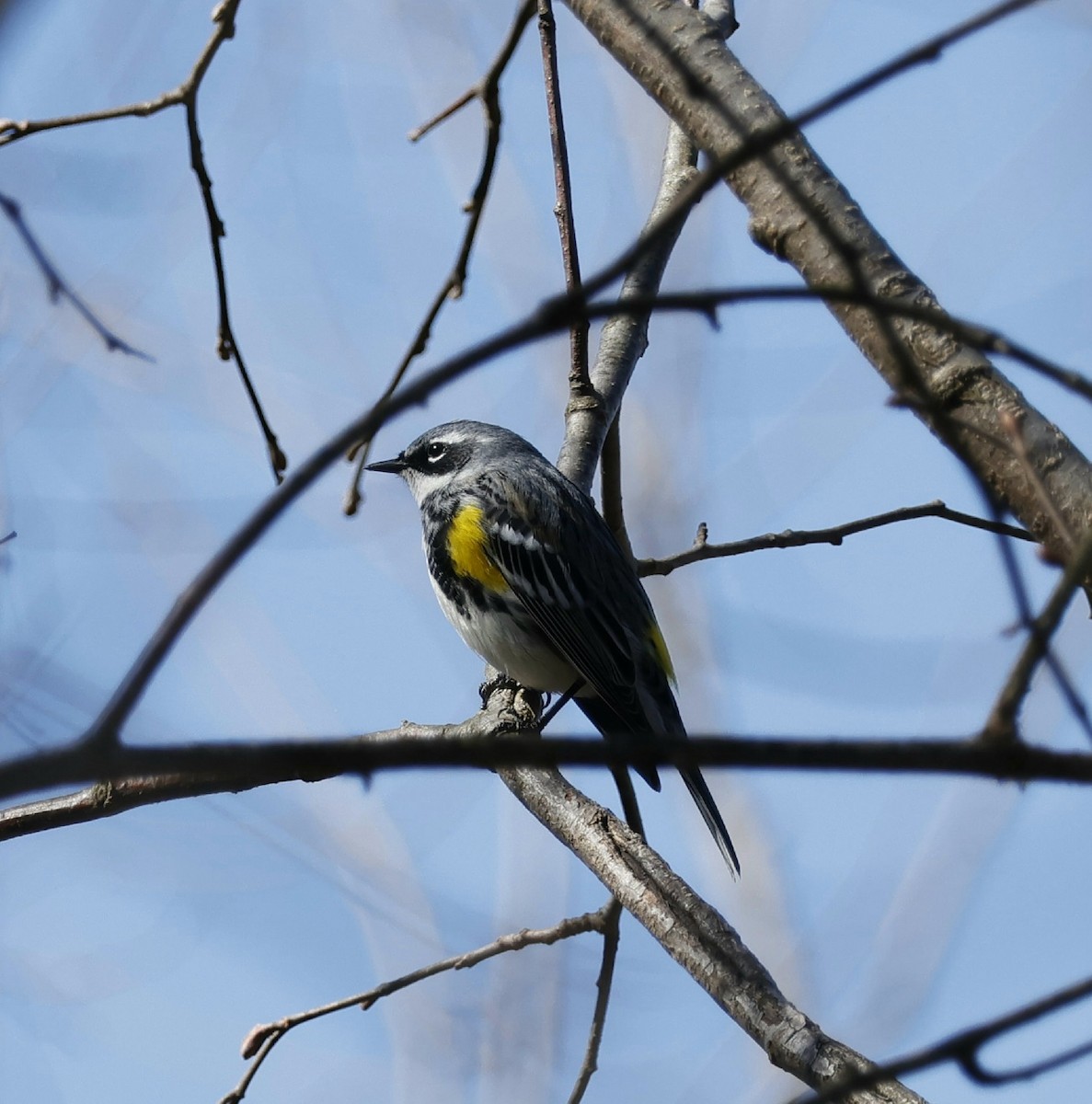 Yellow-rumped Warbler - ML618017060