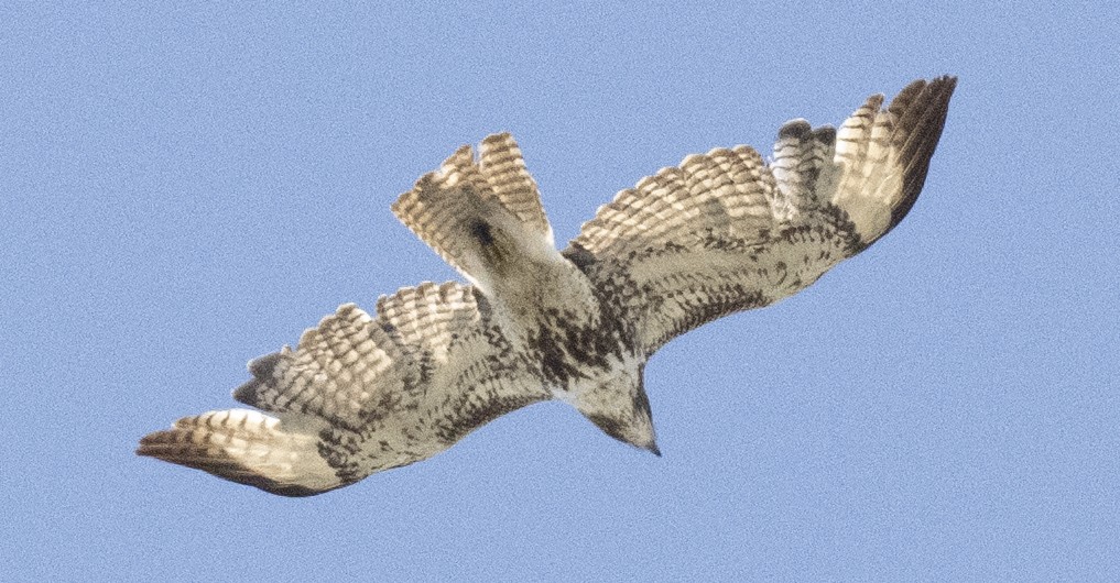 Red-tailed Hawk - ML618017062