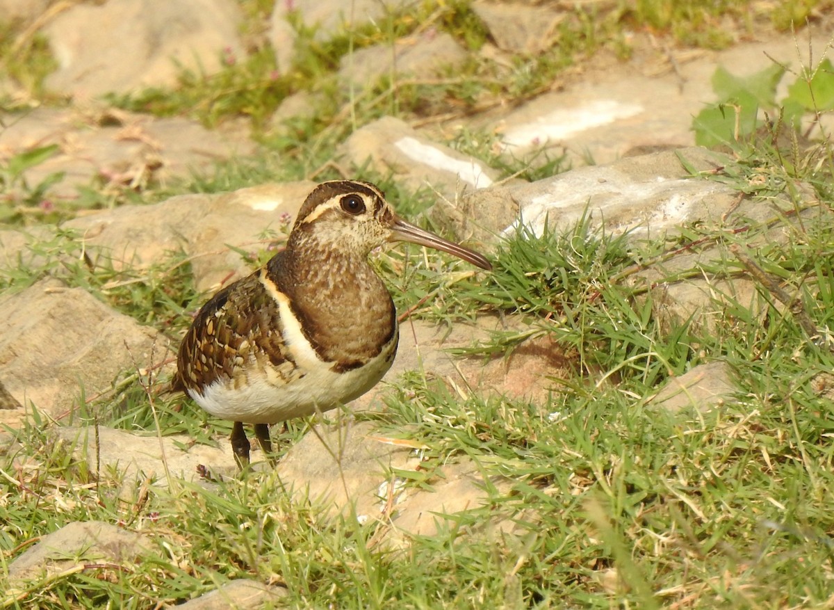Greater Painted-Snipe - ML618017075