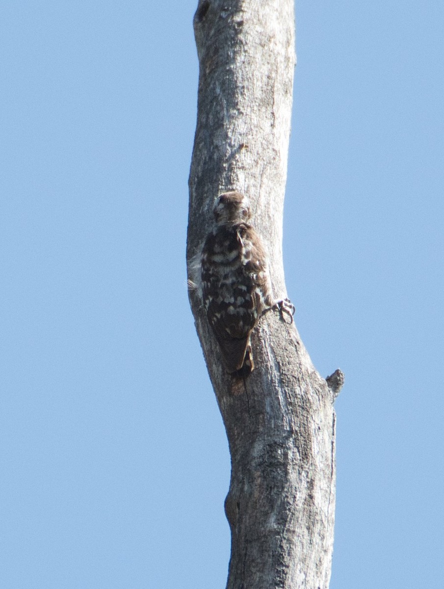 Brown-capped Pygmy Woodpecker - ashish  mahajan