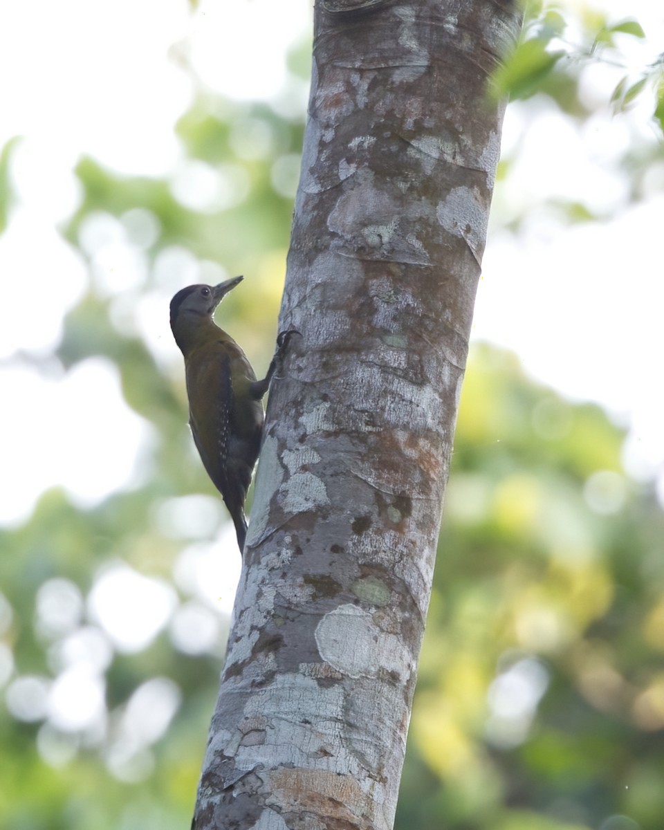 Gray-headed Woodpecker - Shekar Vishvanath