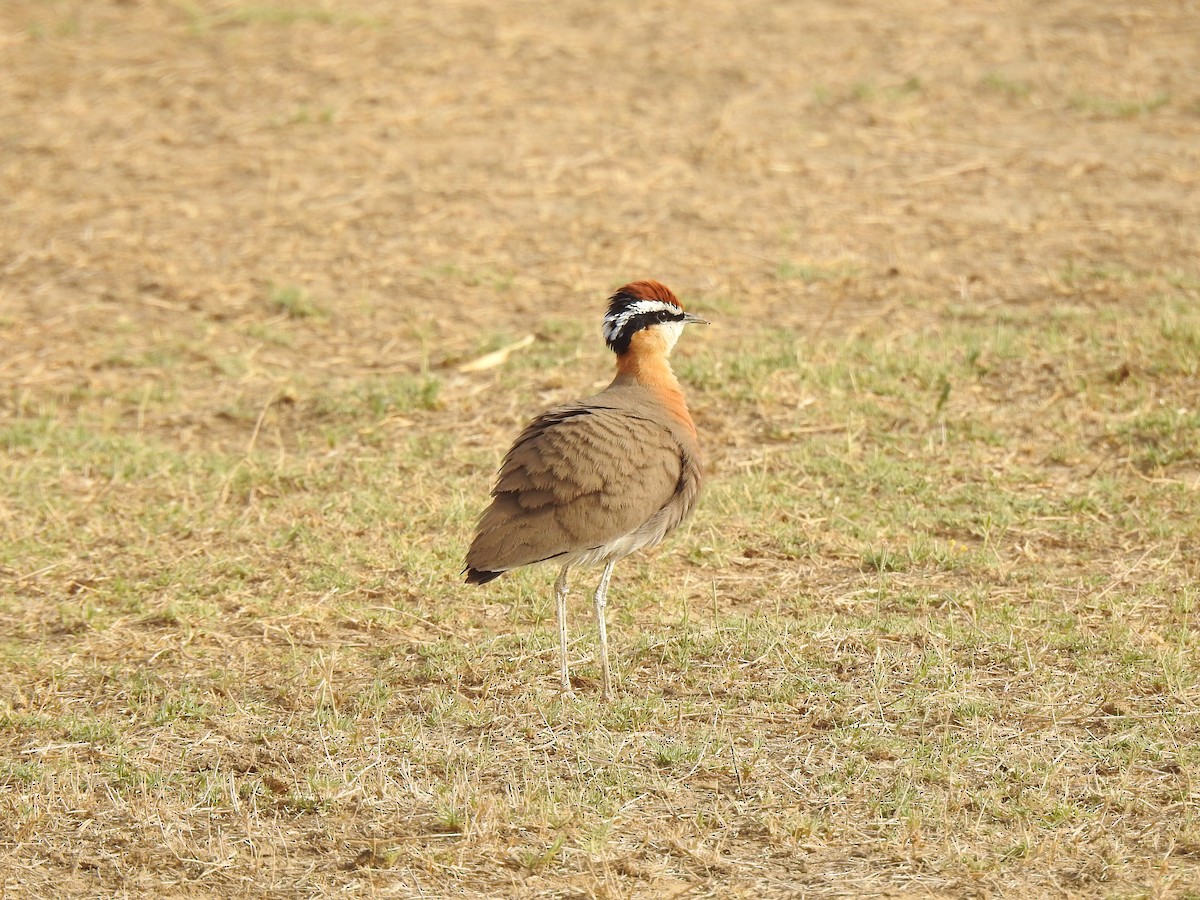 Indian Courser - ML618017100