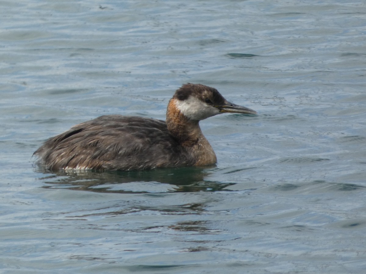 Red-necked Grebe - ML618017101