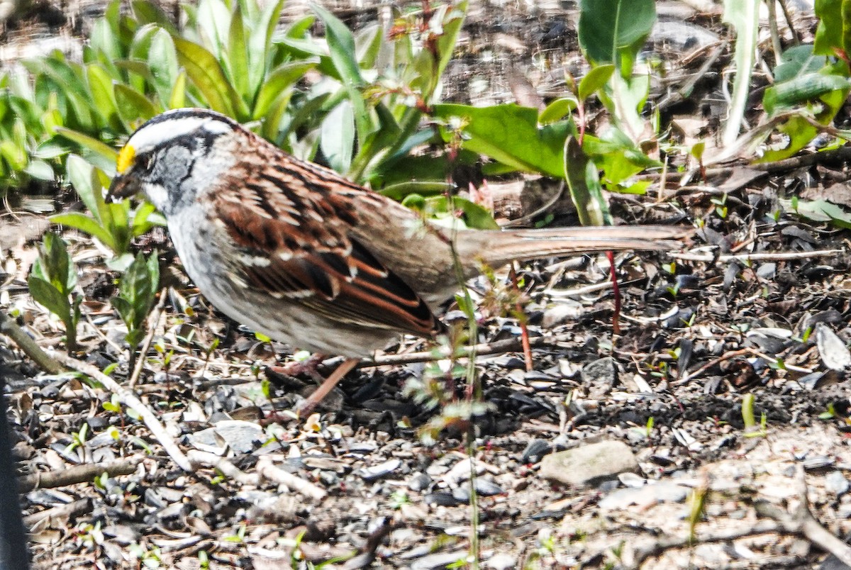 White-throated Sparrow - Barbara McLean