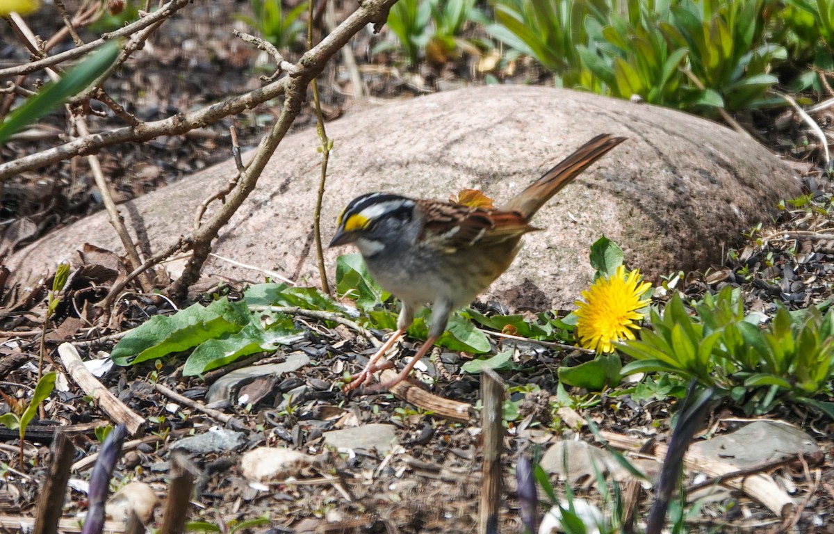 White-throated Sparrow - Barbara McLean