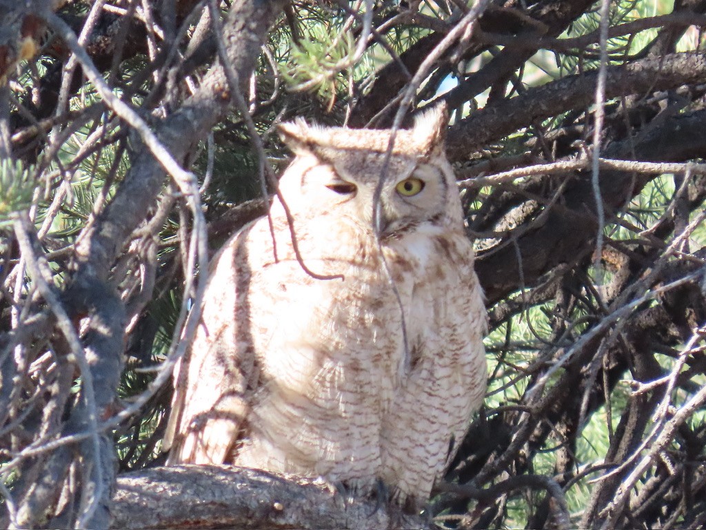Great Horned Owl - fran rulon-miller