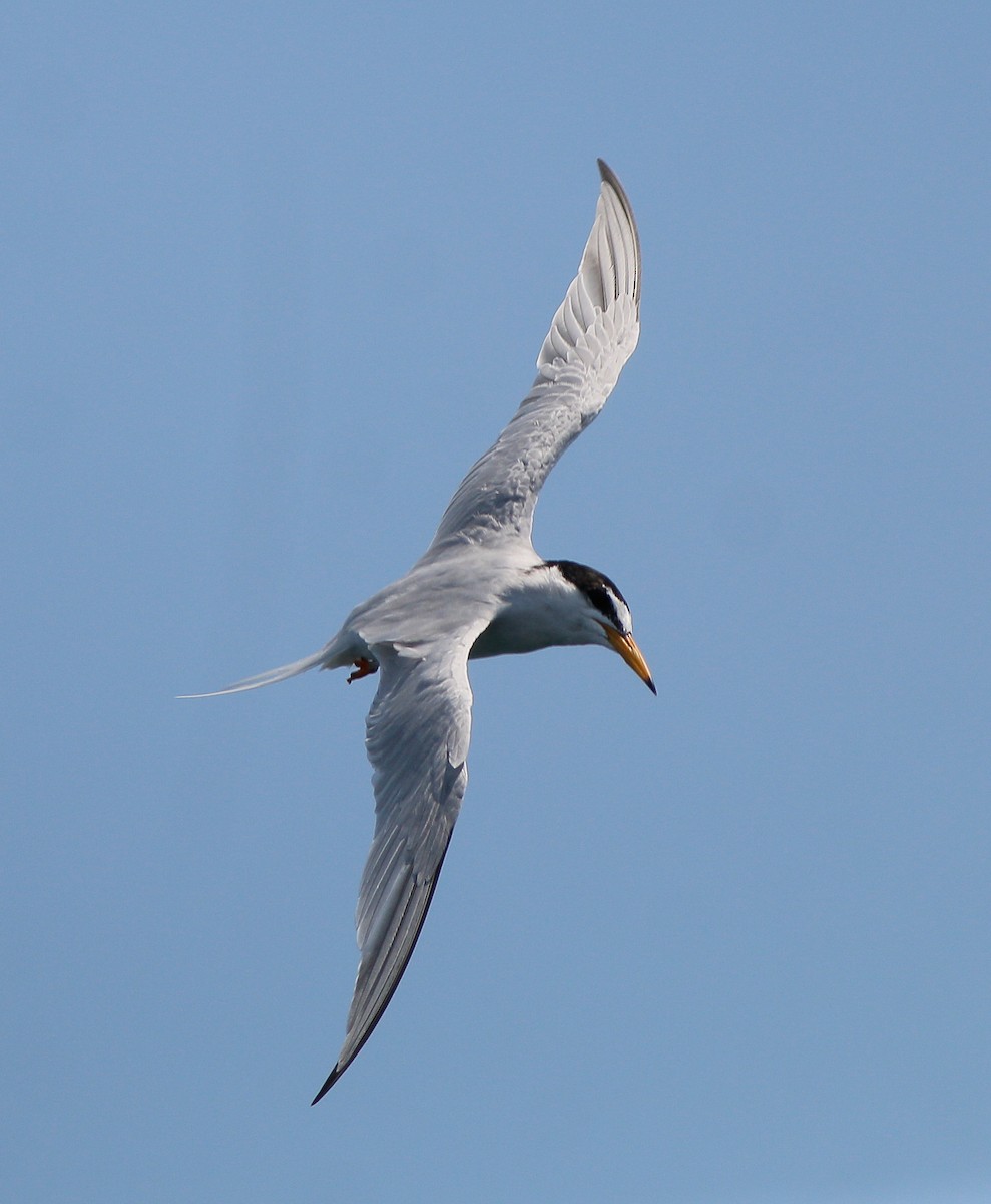 Little Tern - Neoh Hor Kee