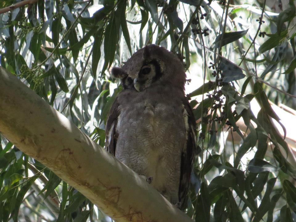 Grayish Eagle-Owl - ML618017139