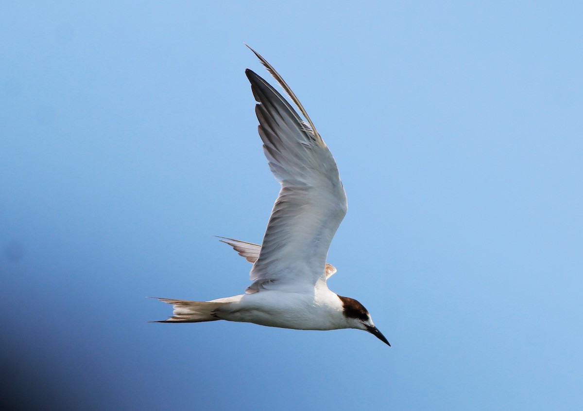 Common Tern - Neoh Hor Kee