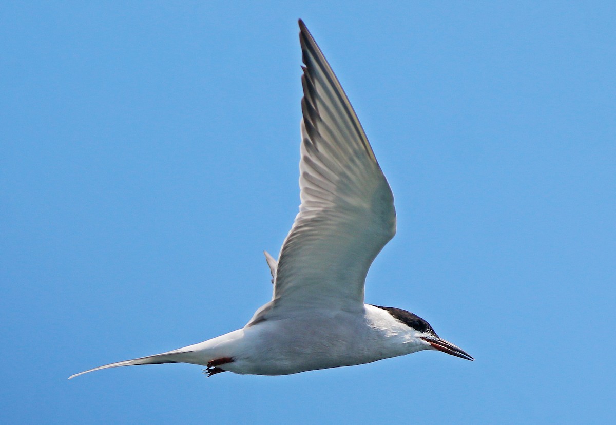 Common Tern - ML618017161