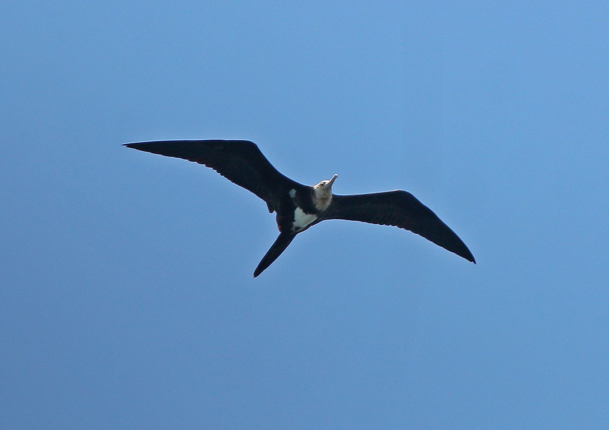 Lesser Frigatebird - Neoh Hor Kee