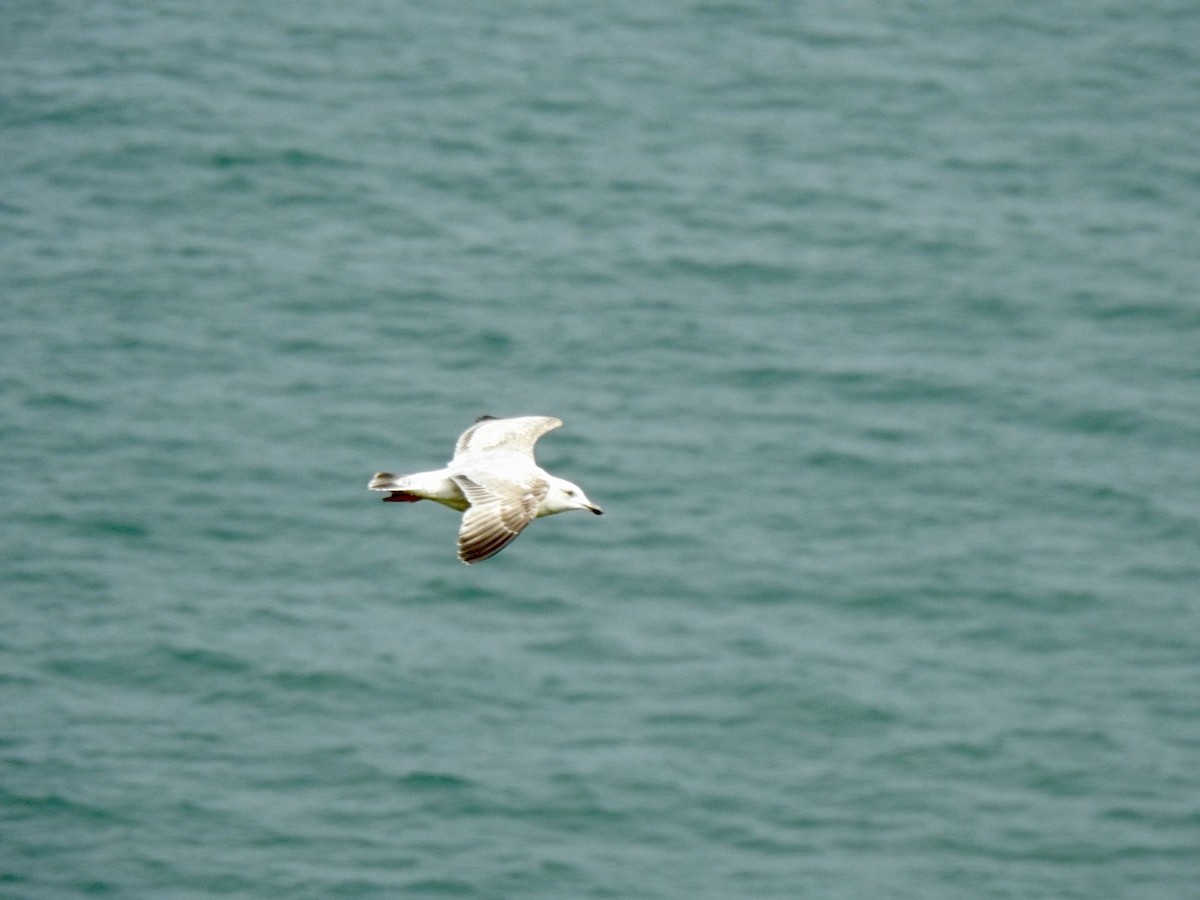 Herring Gull (European) - ML618017189