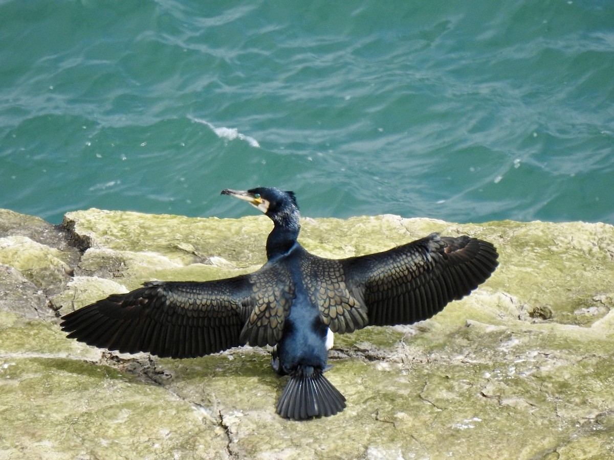 Great Cormorant (North Atlantic) - Stephen Bailey