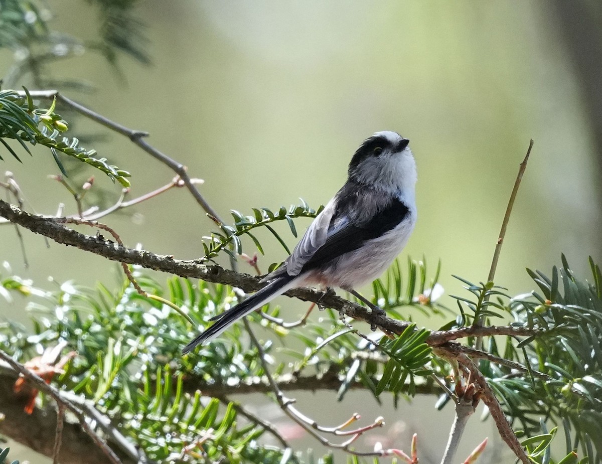 Long-tailed Tit - Anonymous
